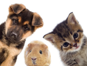 pet trusts pet trusts